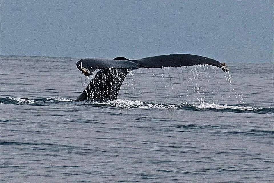 Avistamiento de ballenas y delfines